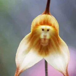 Affe-Gesichts-Orchideen-Blume