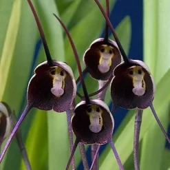 Affe-Gesichts-Orchideen-Blume