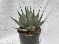 Agave parryi neomexicana im 20 cm Topf