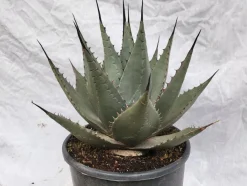 Agave parryi neomexicana im 20 cm Topf