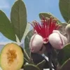 Ananas-Guave Samen / frostharte Balkonpflanze Balkonpflanzen Pflanzen für den Balkon