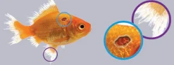 Anti Ulcer & Finrot / gegen Geschwüre und Flossenfäule