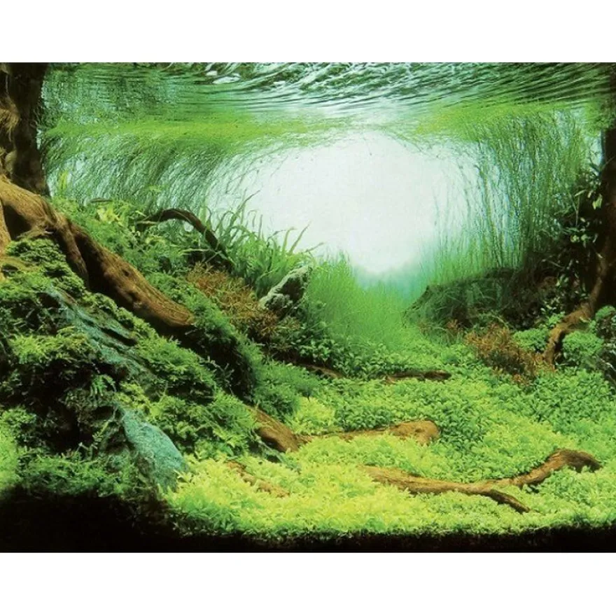 Aqua Nova Fotorückwand Plants / Ocean XL Poster Rückwand 150x60cm Deko Aquarium