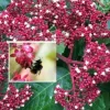 Bienenbaum Euodia hupehensis (Tetradium daniellii) Tausendblütenbaum Honigesche