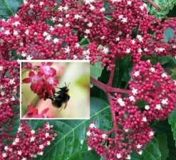 Bienenbaum Euodia hupehensis (Tetradium daniellii) Tausendblütenbaum Honigesche