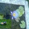 Blaue Seerose Samen / winterharte Teichpflanze blühende Schwimmpflanzen Teichpflanzen