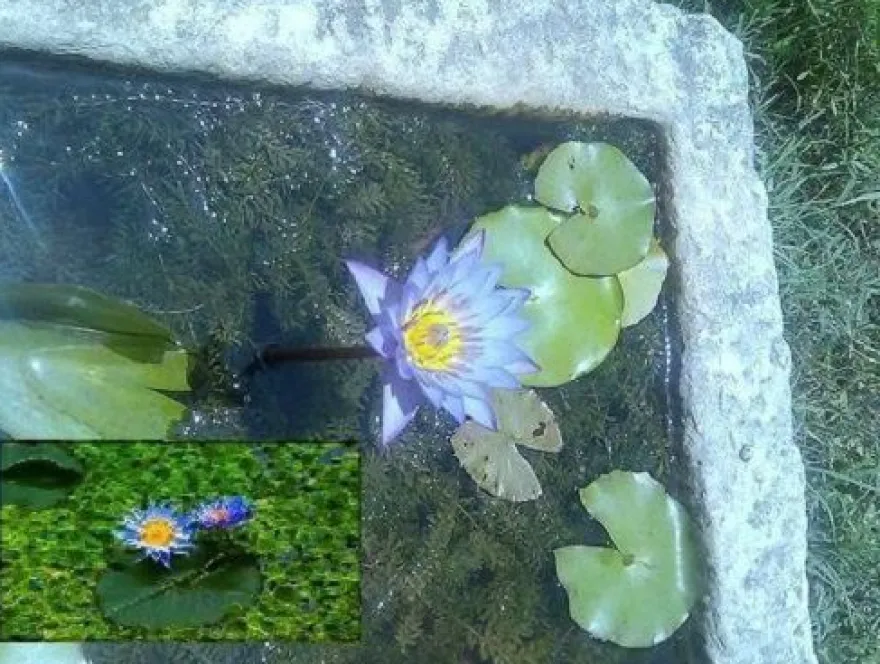 Blaue Seerose Samen / winterharte Teichpflanze blühende Schwimmpflanzen Teichpflanzen