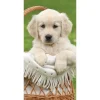 BrandMac Golden Retriever Strandtuch, 70 x 140 cm, Baumwolle