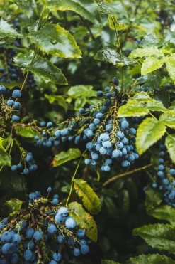 Caramanfruit Blaubeeren-Frucht-Püree 1kg Heidelbeer-Püree fruchtig süße Beeren