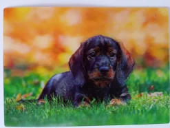 3 D Ansichtskarte Hunde Katze Postkarte Wackelkarte Hologrammkarte Tier Hund Katzen
