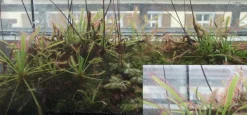 Einheimischer Sonnentau gegen Mücken Insekten Fleischfressende Pflanze - Samen