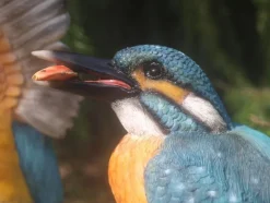 Eisvogel Deko Figur Vogel Gartenfigur Groß Teichdeko lebensecht Neuheit (Gr. Groß)
