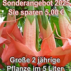 Engelstrompete
