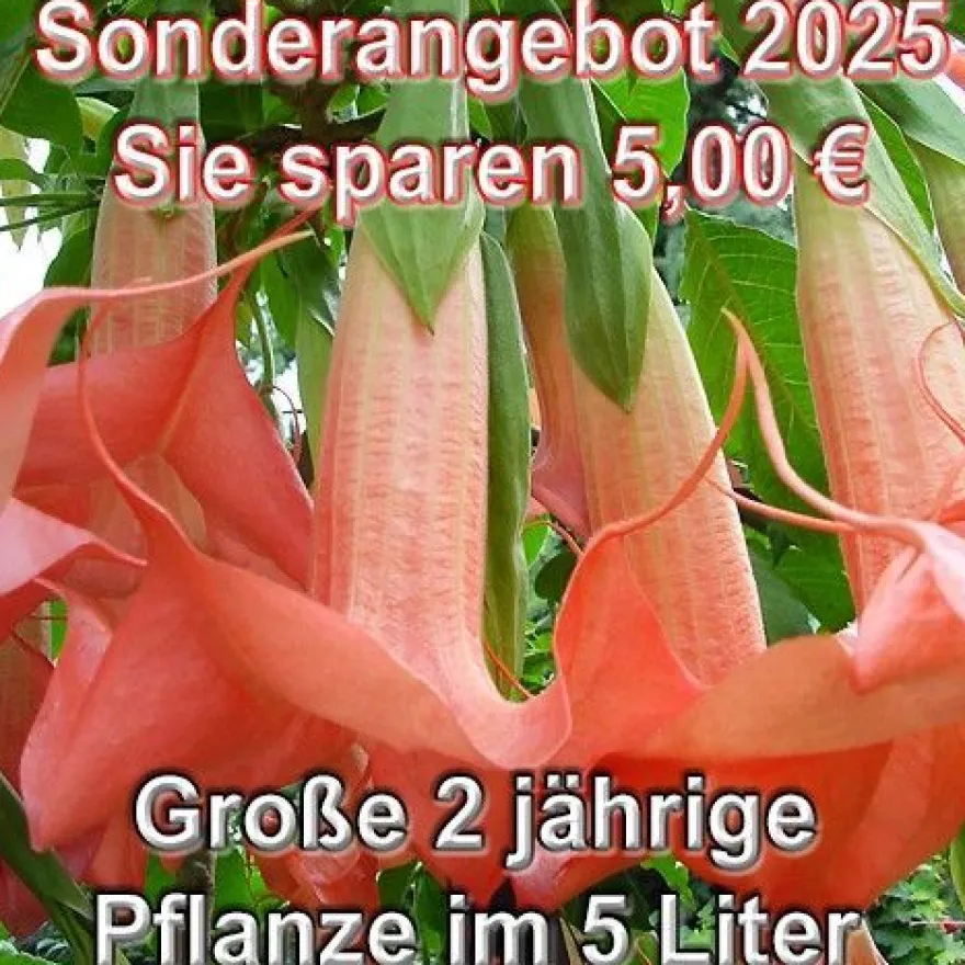 Engelstrompete