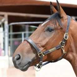 EQuest Lederhalfter Inscribe für Pferde, unterlegt - mocha, S - Pony