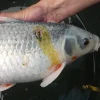 Fish Pharma Propolis Tinktur 30 ml - wirkt als natürliches Antibiotikum