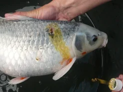 Fish Pharma Propolis Tinktur 30 ml - wirkt als natürliches Antibiotikum