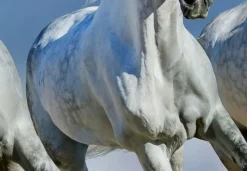 Fototapete Arabian HORSES 366x254cm Strand Schimmel weiße Pferde Galopp Araber