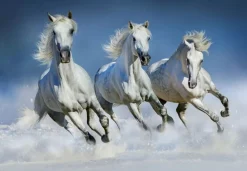 Fototapete Arabian HORSES 366x254cm Strand Schimmel weiße Pferde Galopp Araber