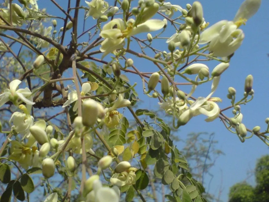 10 frische Moringa Samen - Moringa oleifera