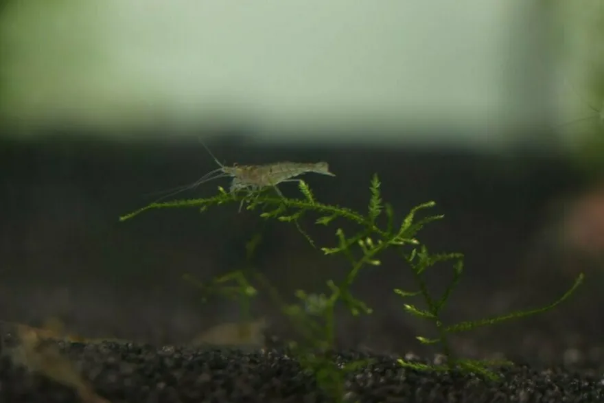 Futtergarnelen 50 Stück Fischfutter Lebendfutter Futter Garnelen DNZ Urlaubsfutter