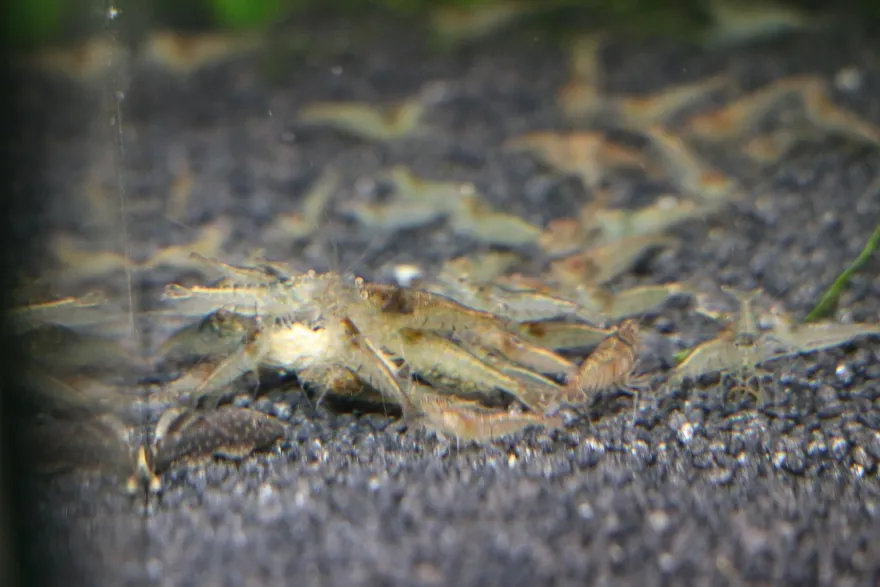 Futtergarnelen 50 Stück Fischfutter Lebendfutter Futter Garnelen DNZ Urlaubsfutter