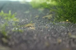 Futtergarnelen 50 Stück Fischfutter Lebendfutter Futter Garnelen DNZ Urlaubsfutter