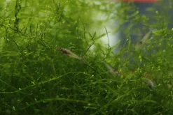 Futtergarnelen 50 Stück Fischfutter Lebendfutter Futter Garnelen DNZ Urlaubsfutter