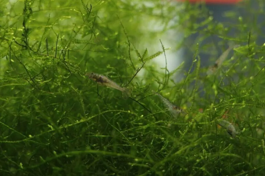 Futtergarnelen 50 Stück Fischfutter Lebendfutter Futter Garnelen DNZ Urlaubsfutter