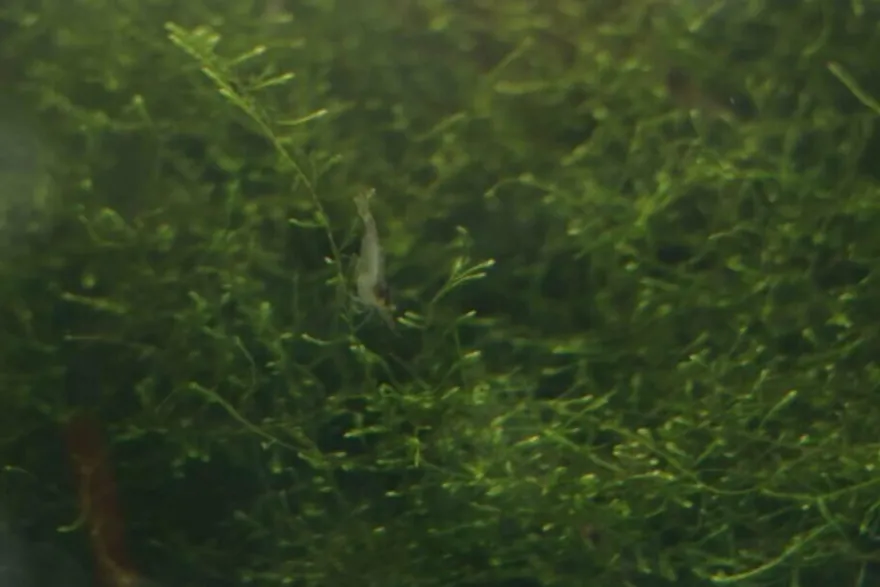 Futtergarnelen 50 Stück Fischfutter Lebendfutter Futter Garnelen DNZ Urlaubsfutter