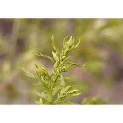 250g einjähriger Beifuß - Artemisia annua / Kraut geschnitten