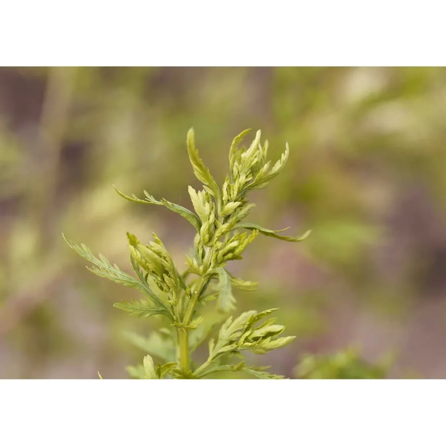 250g einjähriger Beifuß - Artemisia annua / Kraut geschnitten
