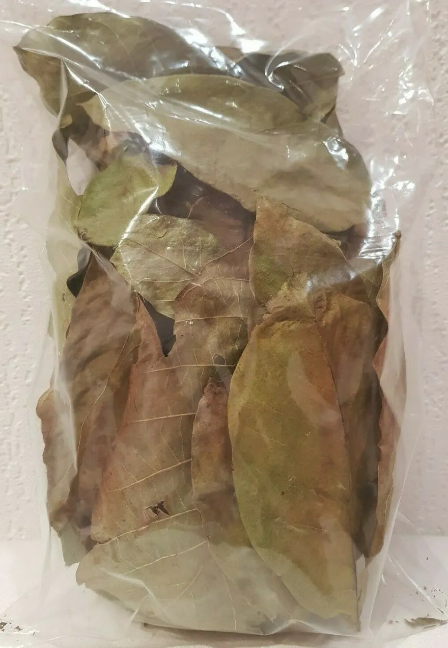50 grün-braune Walnussblätter Laub Beutel Garnelen, Welse, Krebse, Aquarium