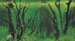 Hobby Fotorückwand Canyon / Woodland XL Rückwand 120x50cm Aquarium