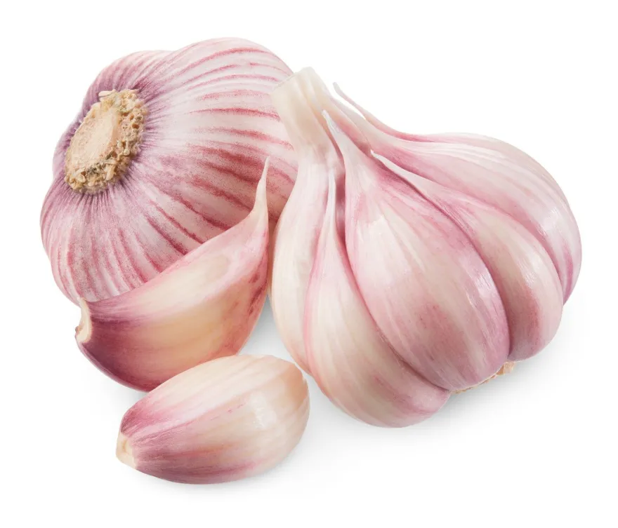 Hymor spanischer Knoblauch 16 Knollen Lila Knoblauch Ajo Morado aus Las Pedroneras