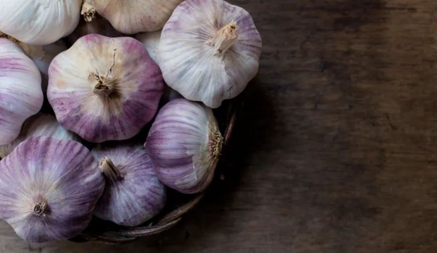 Hymor spanischer Knoblauch 16 Knollen Lila Knoblauch Ajo Morado aus Las Pedroneras