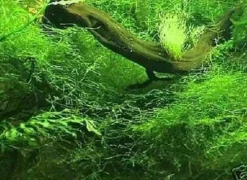 Javamoos Vesicularia dubyana : Bildet einen schönen Bodengrund auf Steinen & Boden