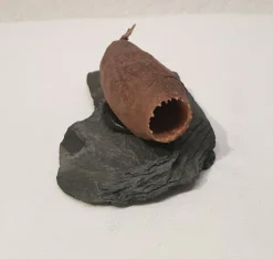 Jecetiba Hülse Hornkapsel auf Steinplatte ca 7-9cm - Deko Aquarium Höhle Garnelen