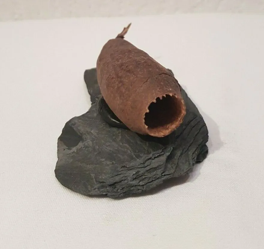 Jecetiba Hülse Hornkapsel auf Steinplatte ca 7-9cm - Deko Aquarium Höhle Garnelen