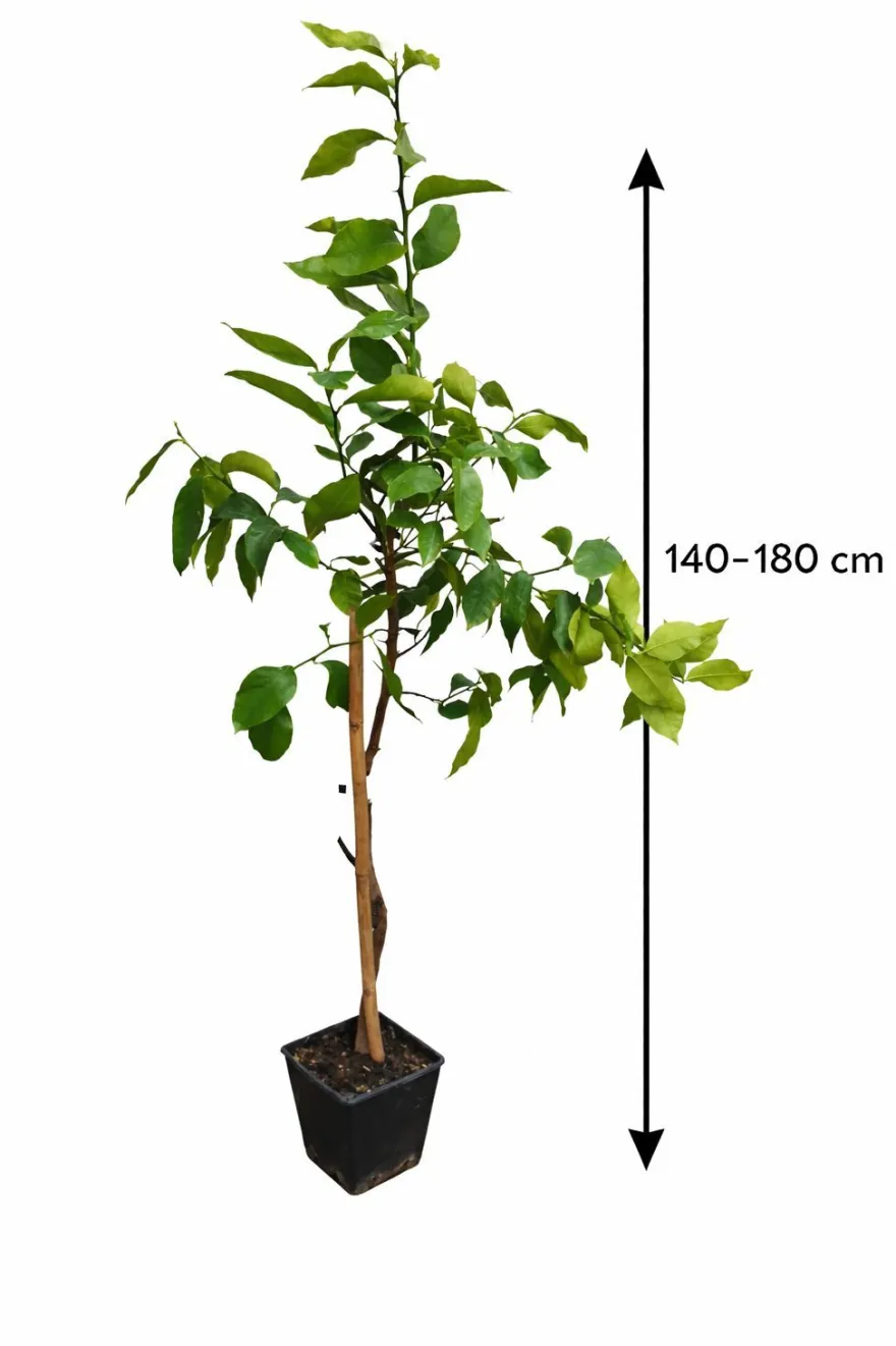 Kaffir Limette 140-180 cm Citrus Hystrix Kaffernlimette Combava Pflanze