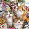 Katzen-Selfie 500 Teile Puzzle