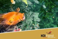 Koifutter Winter Balance 3 kg Zierfischfutter Herbst Winter sinkend Koi Fisch Teich