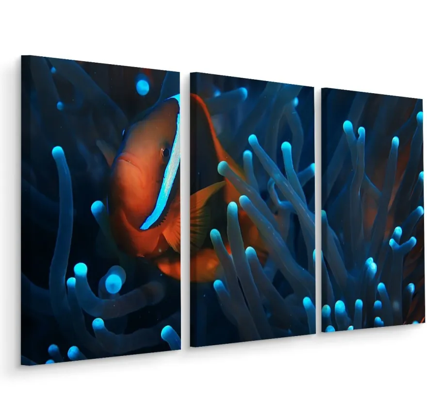 Leinwand Bilder SET 3-Teilig Fisch Clownfisch Anemone Natur Wandbilder xxl 3763