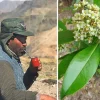 Mate Strauch - Ilex Paraguariensis - 20 Frische Samen - Für den berühmten Mate Tee
