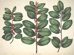 Mate Strauch - Ilex Paraguariensis - 20 Frische Samen - Für den berühmten Mate Tee