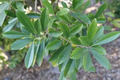 Mate Strauch - Ilex Paraguariensis - 20 Frische Samen - Für den berühmten Mate Tee