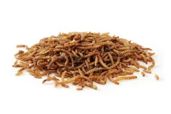 Mehlwürmer getrocknet 1 kg - Koifutter, Fische, Nager, Vögel, Reptilien, Koi