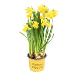 Narzissen Tête-à-Tête im 9 cm Topf Osterglocken Frühlingserwachen für d. Zuhause