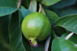 Ponthier Guave Fruchtpüree 6x 1kg Premium Guavenpüree 90 % Frucht aus Madagaskar