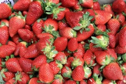 Ponthier Rote Früchte Fruchtpüree 6x 1kg Premium Beerenpüree 90% Frankreich Serbien